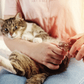 Kedi bakımı ve sağlığı